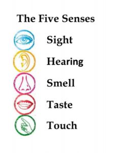 Five Sense
