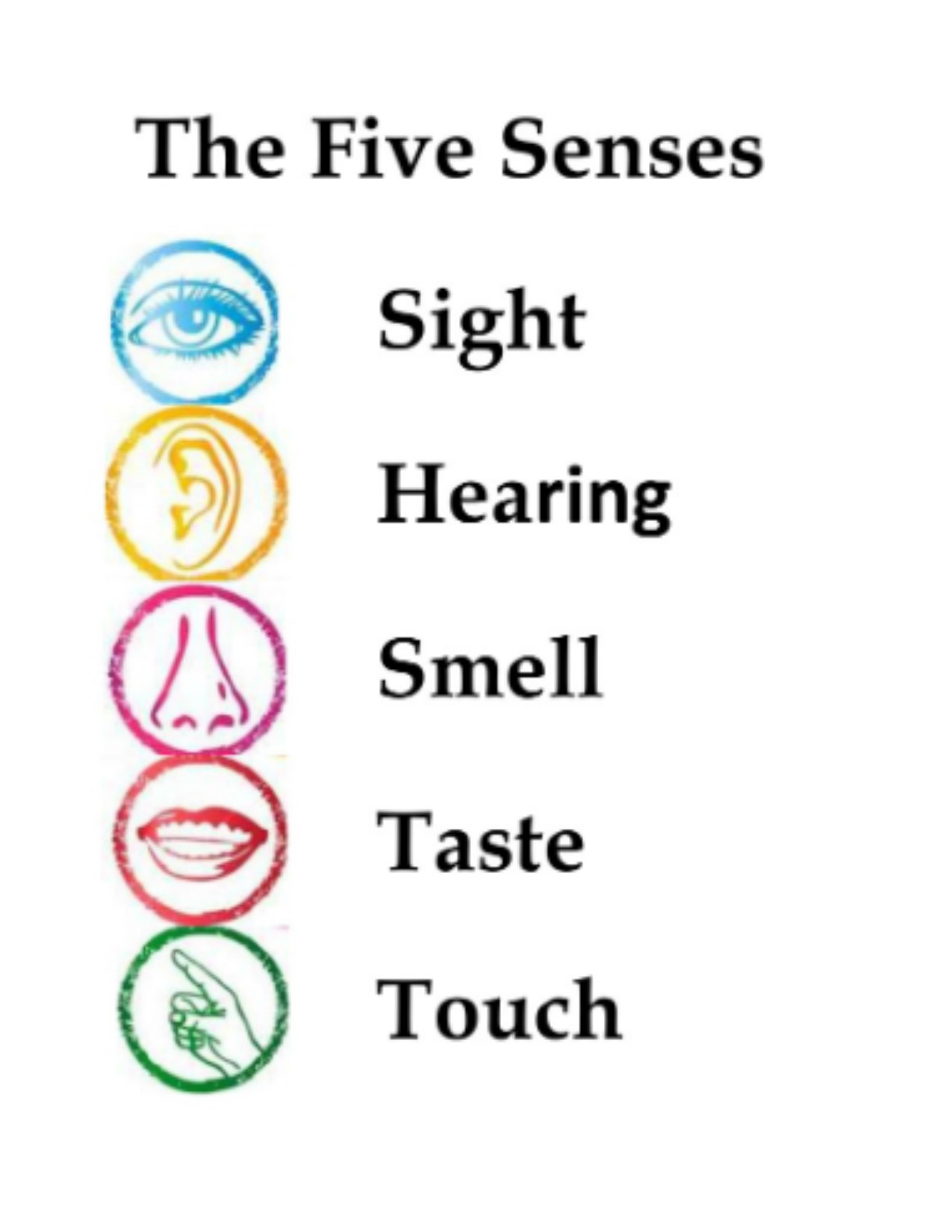 List Of Special Senses